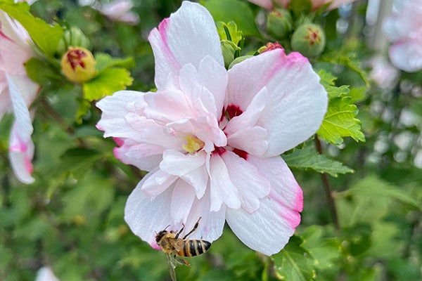 bee pollinating flower