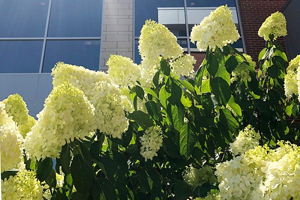 White hydranga flowers
