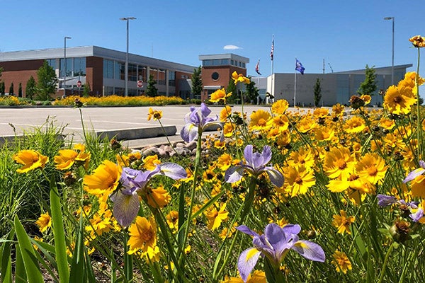 City Hall purple and yellow flowers