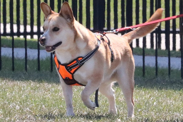 alt= A small dog points at something in the grass while wearing a bright orange harness on a leash.