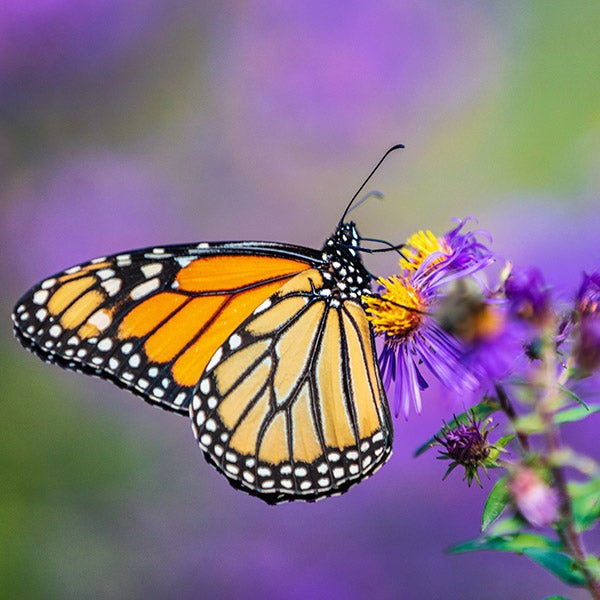 Monarch butterfly feeds on purple flowers.