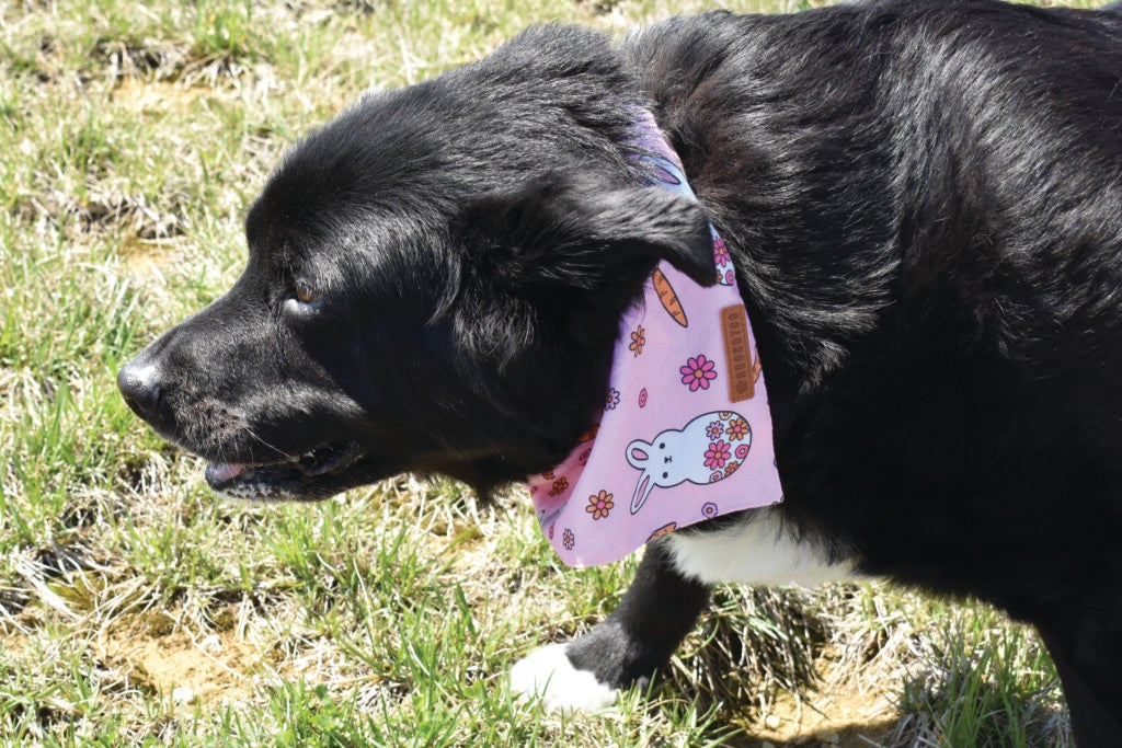 Black dog with Easter bandana