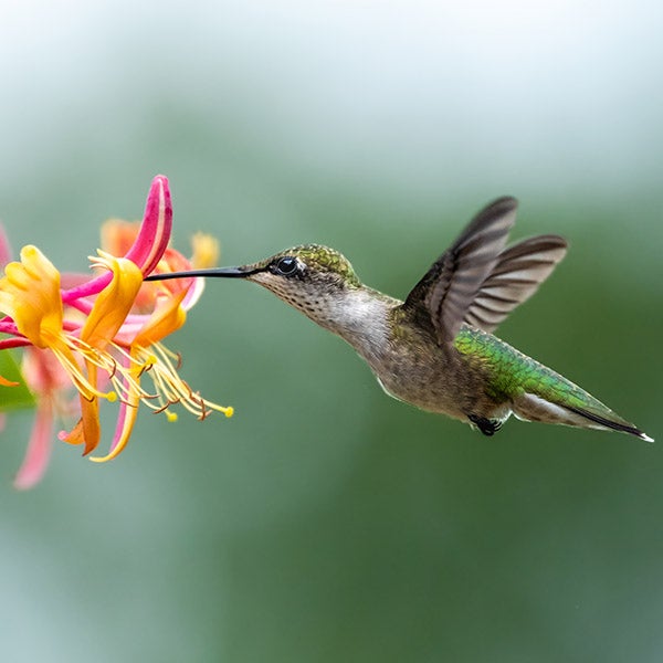 Hummingbird feeds on pink and orange flowers.