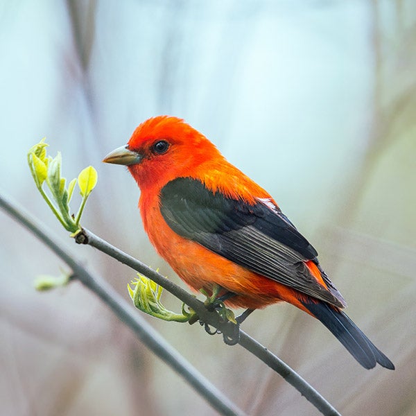Male Scarlet Tanager perches on a plant.