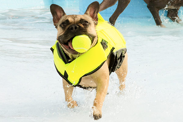 Dog with ball in it's mouth on ice skating rink