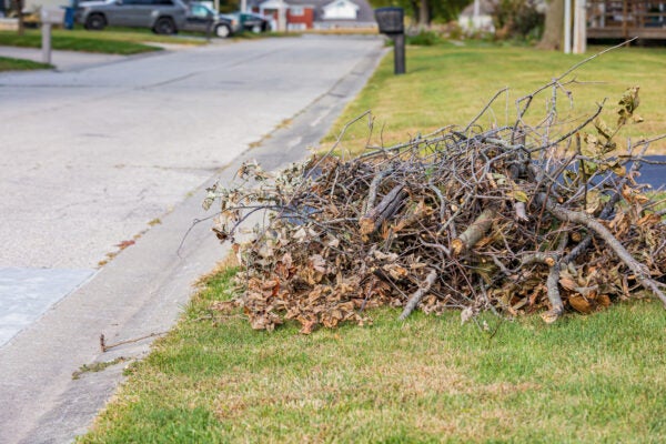 Tree Limbs at Curb