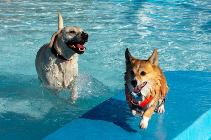 two dogs splashing around in the pool